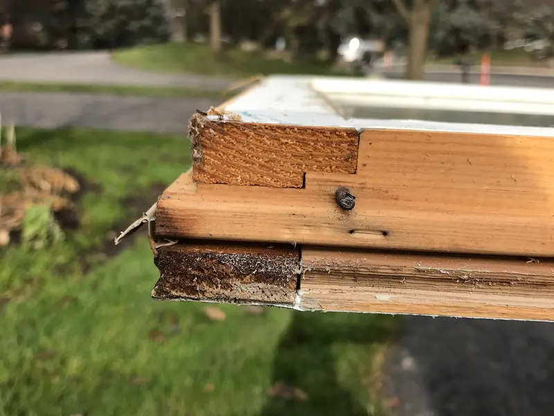 Damaged wood window sash section held up for inspection